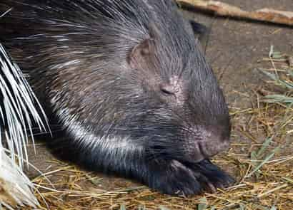 動物図鑑・インドタテガミヤマアラシ